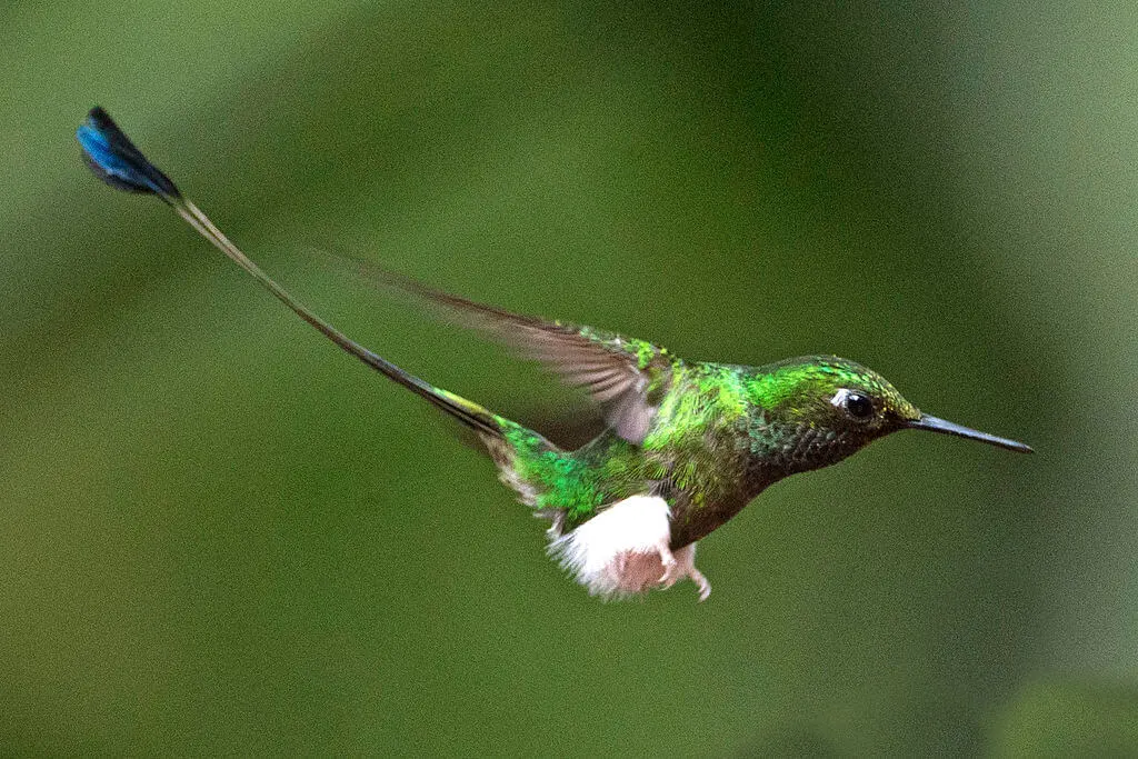 Colibri en vuelo
